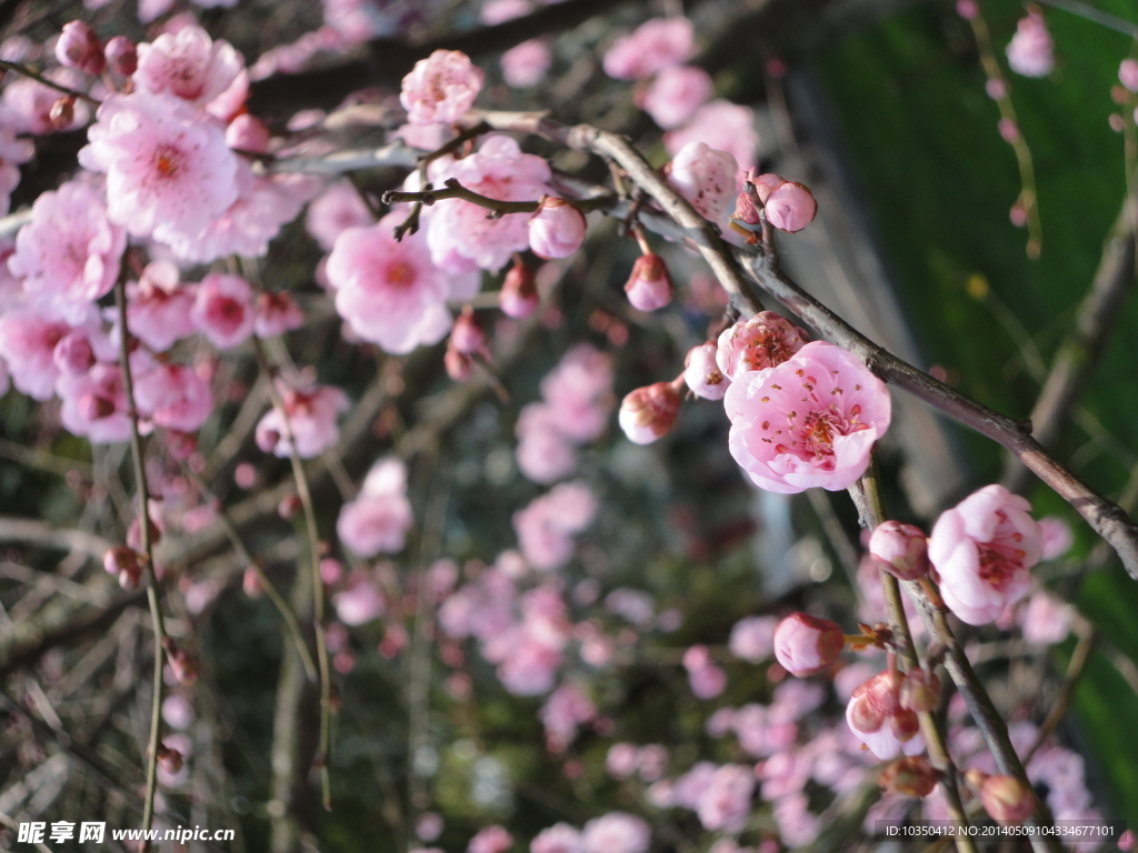 桃花