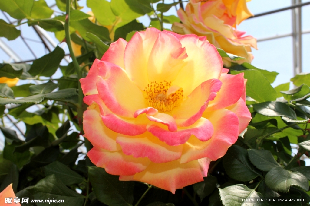 玫瑰花