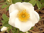 刺梨花缫丝花