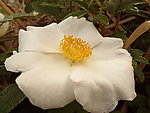 缫丝花刺梨花