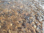 河水
