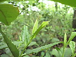 春茶茶叶茶头