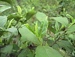 春茶新茶茶叶