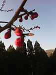 夕阳中的韵味