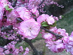 花儿