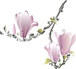 花朵 玉兰花 浅色