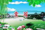 赏荷