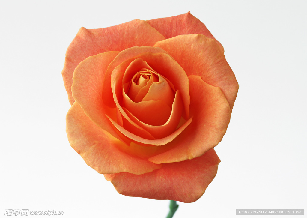 玫瑰花