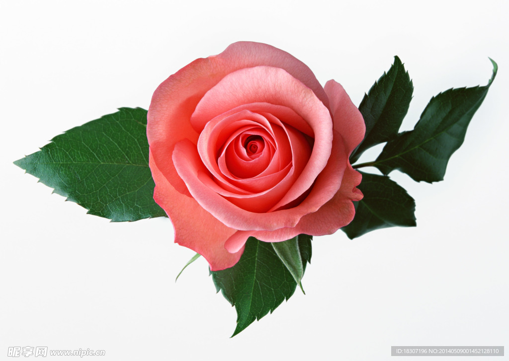 玫瑰花