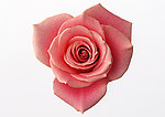 玫瑰花