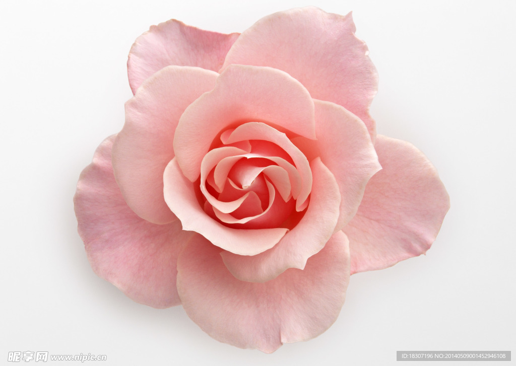 玫瑰花