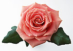 玫瑰花