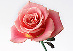 玫瑰花