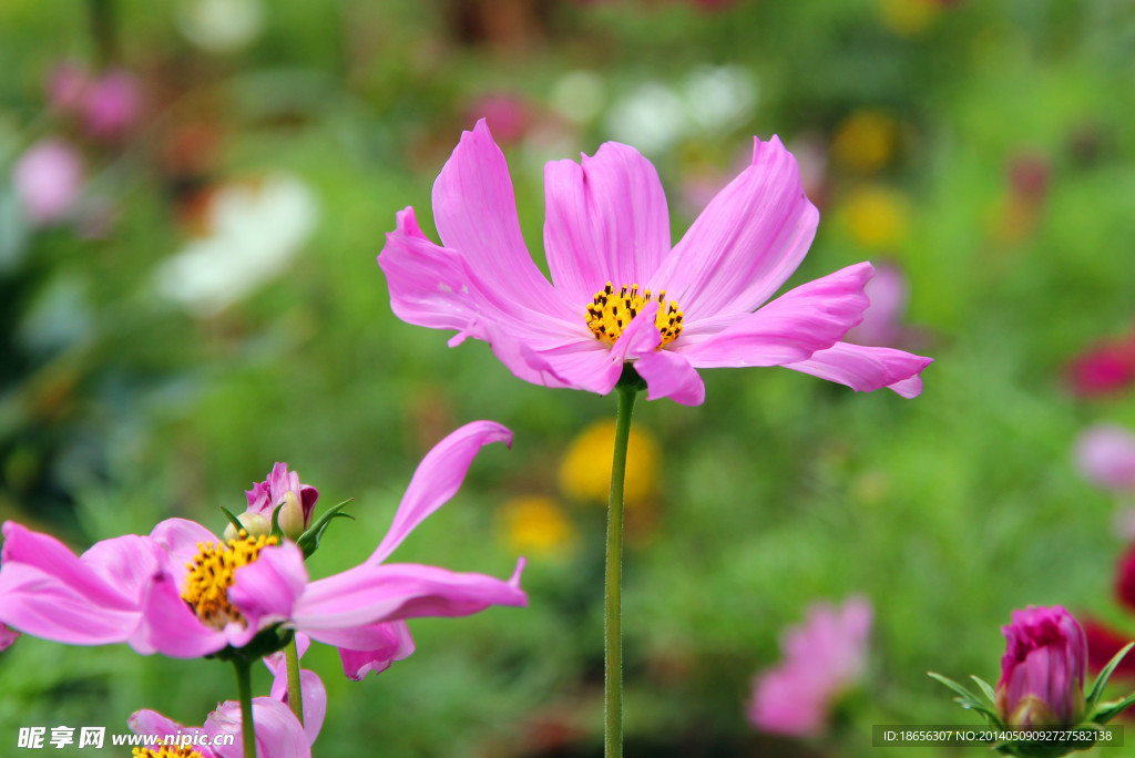 格桑花