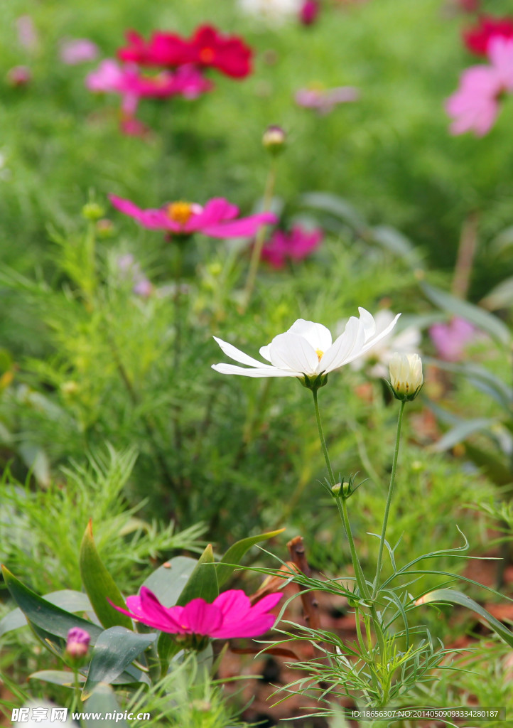 格桑花