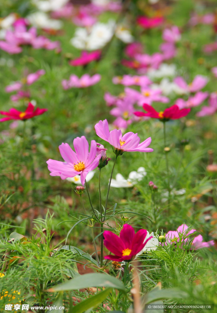 格桑花