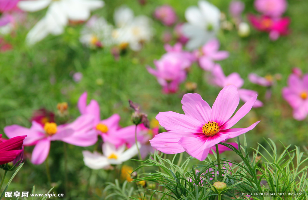 格桑花