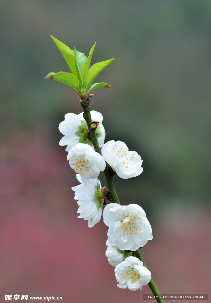 桃花