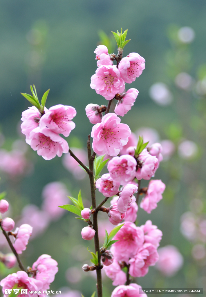 桃花