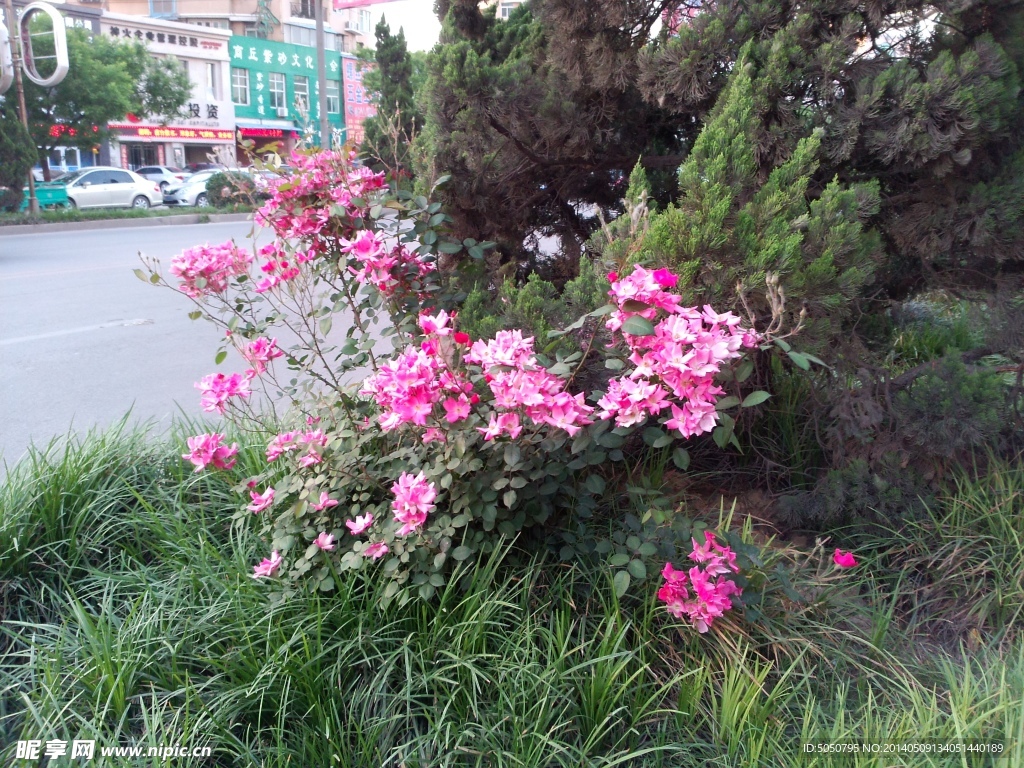 月季花摄影