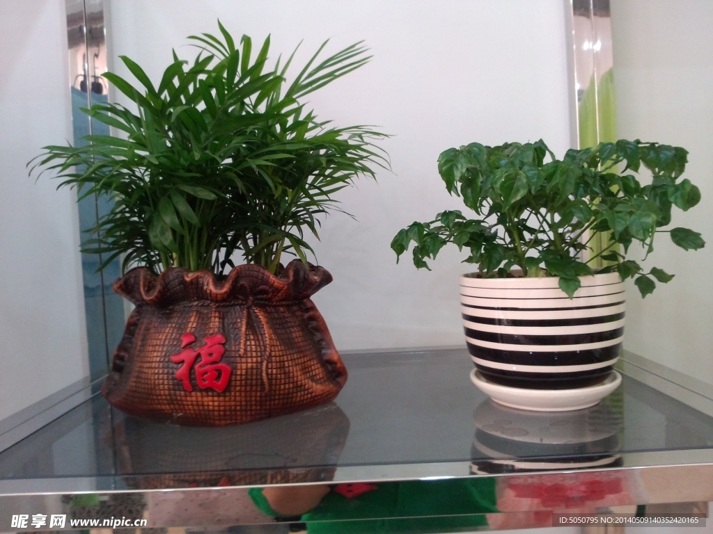 盆栽植物摄影