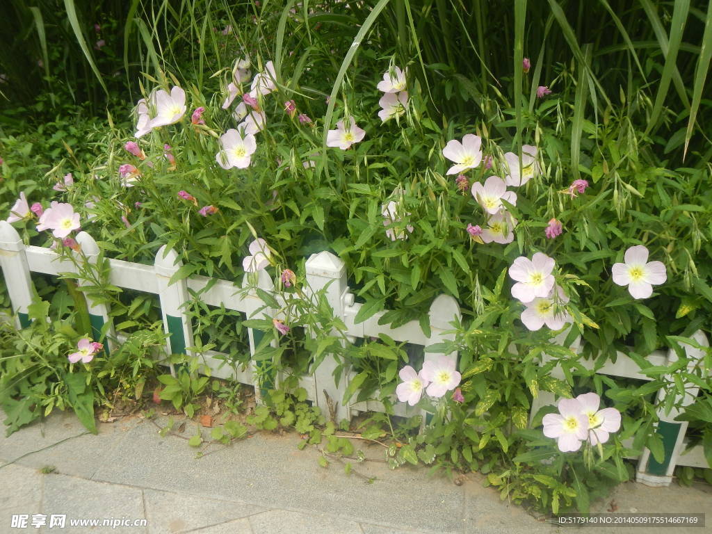 花朵