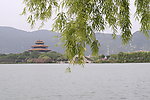 西湖美景 垂柳