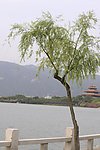湖边柳树