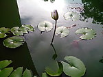 睡莲 花