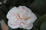 茶花