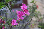 粉色杜鹃花