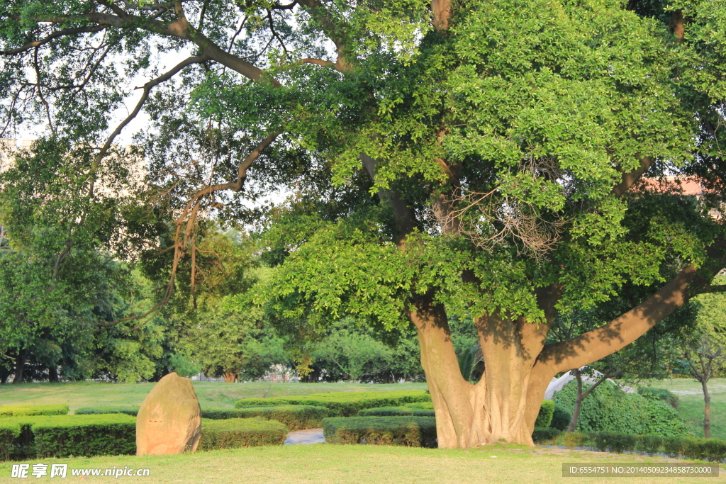 大树 大松树