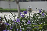 蓝色小花