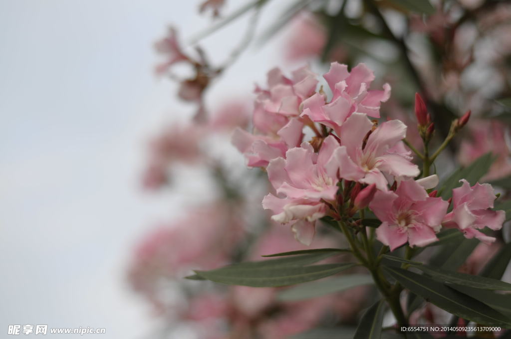 粉红花 夹竹桃