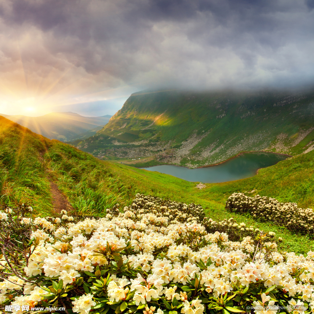 高山自然花草风景风光