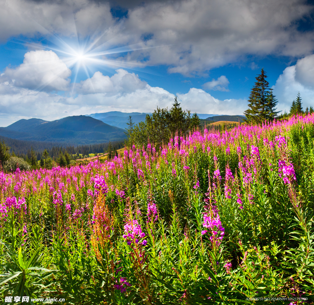 高山自然花草风景风光