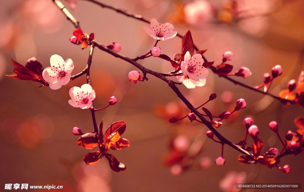 梅花