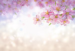 花朵图画