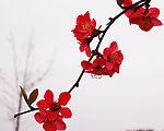 木棉花