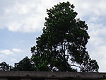 风景