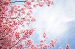 日本樱花