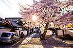 日本樱花