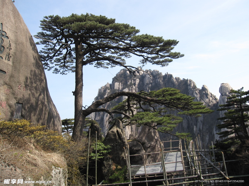 黄山迎客松