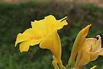 黄花