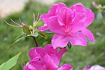 杜鹃花
