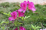 杜鹃花
