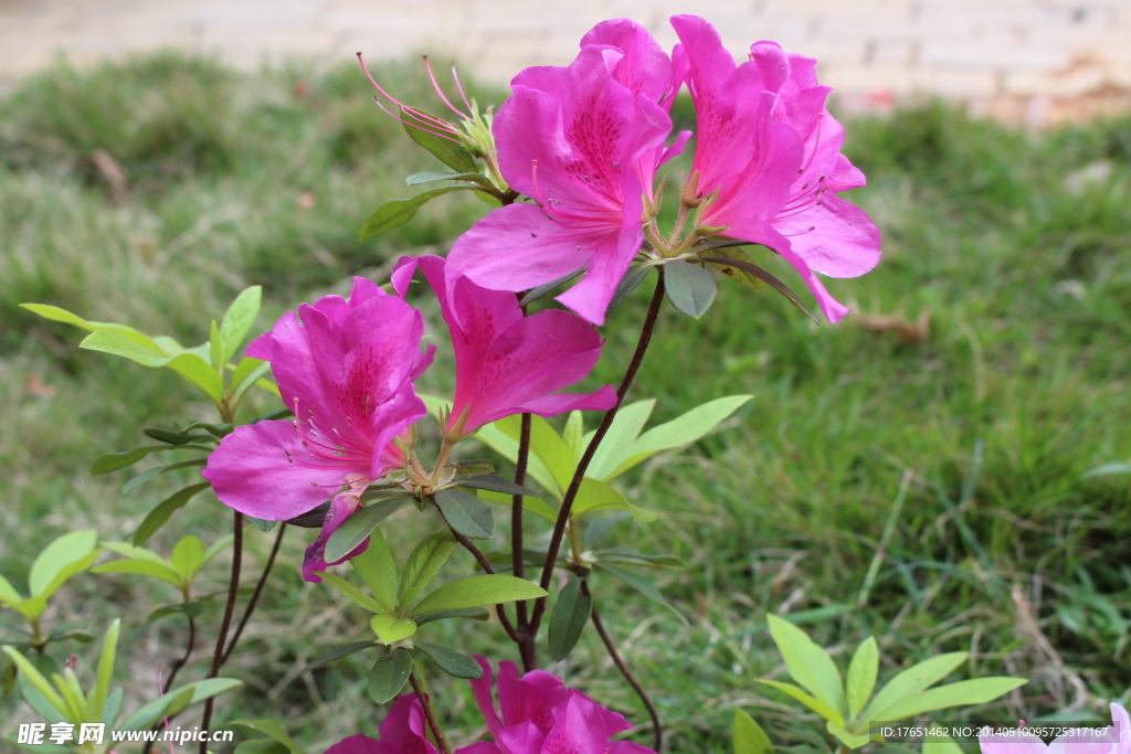 杜鹃花