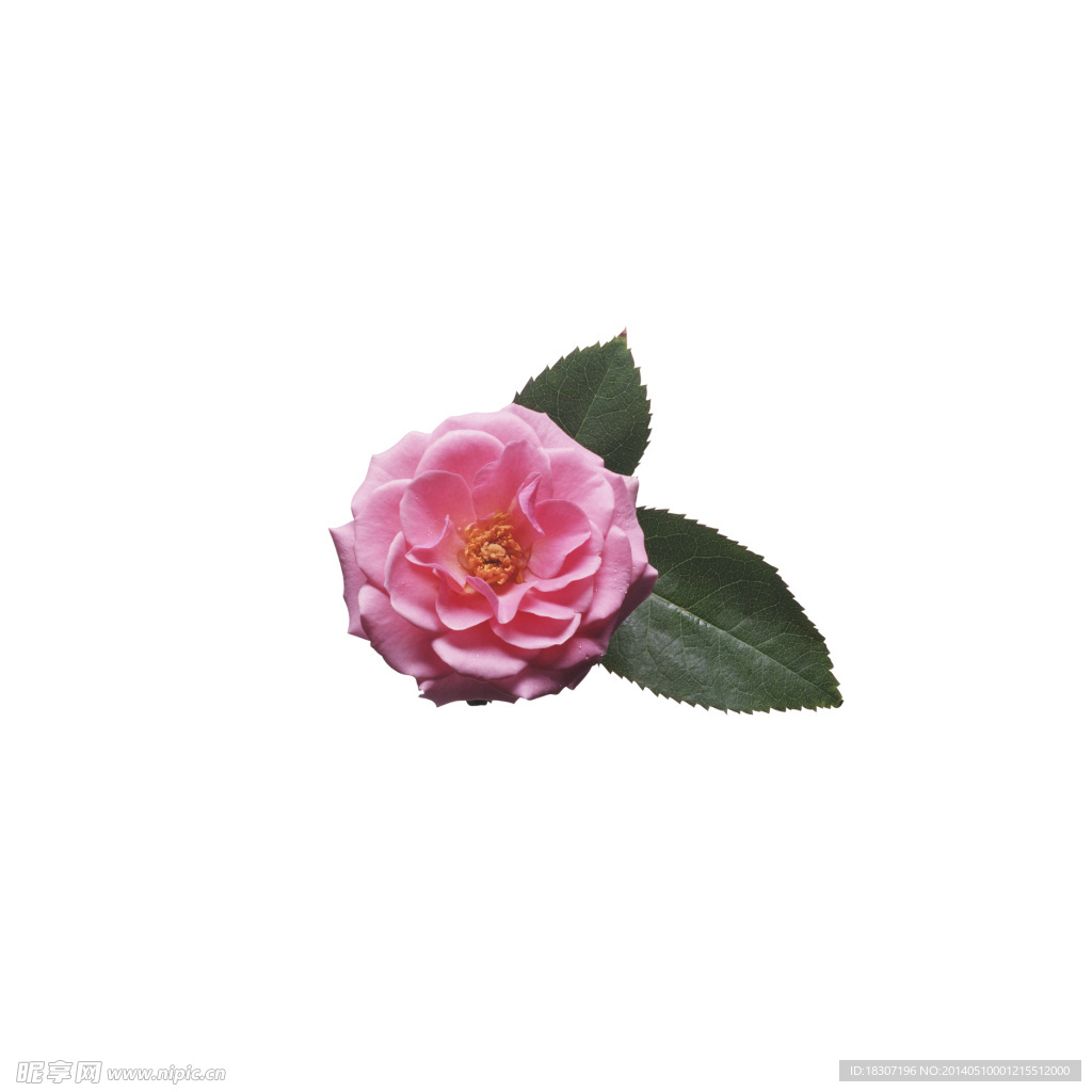 花朵
