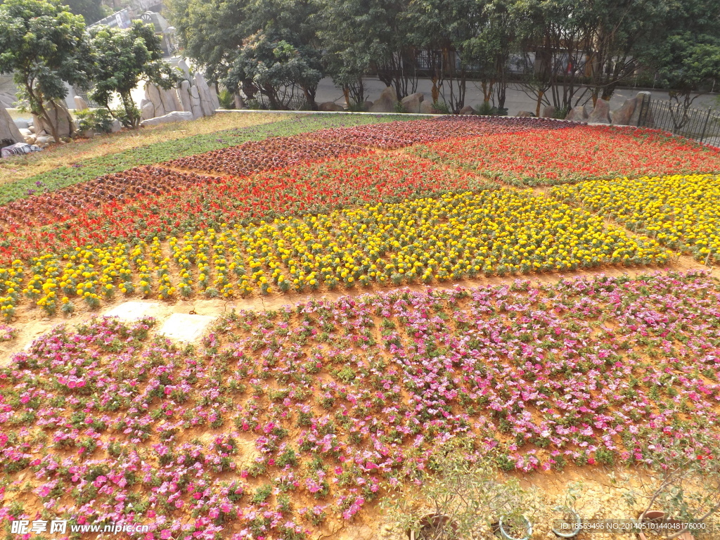 花海