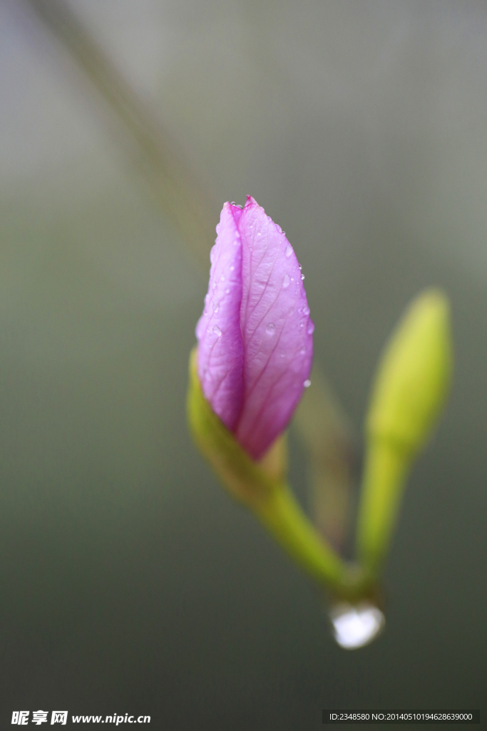 紫荆花